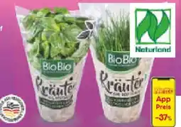 Netto Marken-Discount BioBio Bio-Kräutertöpfe Angebot