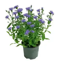 BayWa Plantiflor Herbstaster Trio Angebot