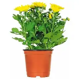 BayWa Plantiflor Chrysantheme Angebot
