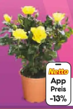 Netto Marken-Discount Rosen im Topf Angebot