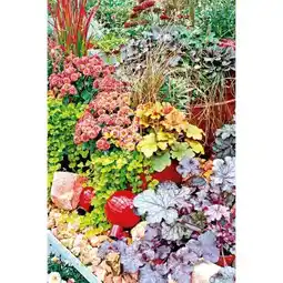 BayWa Plantiflor Herbstzauber Angebot