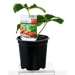 BayWa Plantiflor Erdbeerpflanzen Angebot