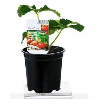 BayWa Plantiflor Erdbeerpflanzen Angebot