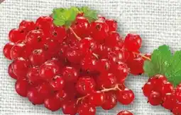 nahkauf Rewe Regional Johannisbeeren Angebot