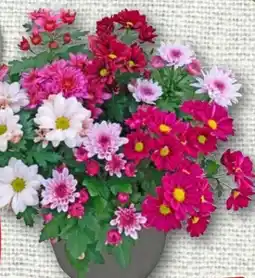 nahkauf Rewe Beste Wahl Chrysantheme Sixties Familie Angebot