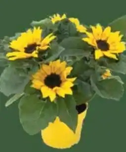 E-Center Sonnenblumen Busch Angebot