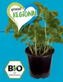 E-Center Bio XXL Basilikum Angebot