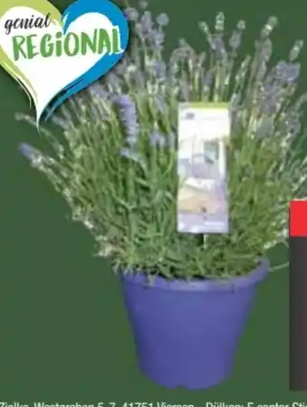 E-Center Lavendel-Busch Angustifolia Angebot