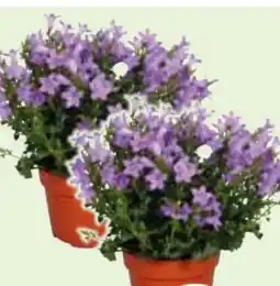 Edeka Glockenblume Campanula Angebot