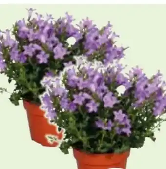 Edeka Glockenblume Campanula Angebot