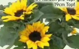 Edeka Sonnenblumen Angebot