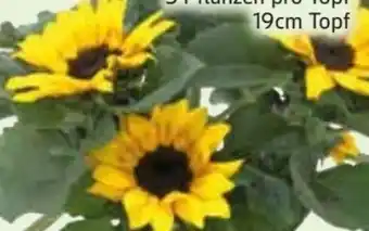 Edeka Sonnenblumen Angebot