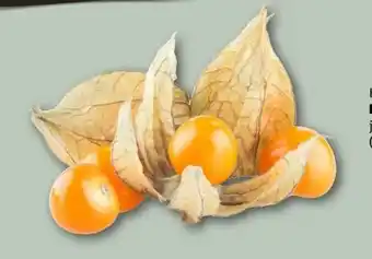 REWE Center Physalis Angebot