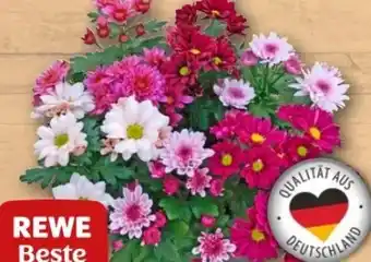 REWE Center Rewe Beste Wahl Chrysanthemen Angebot