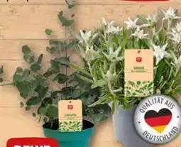 REWE Center Rewe Beste Wahl Eukalyptus Angebot