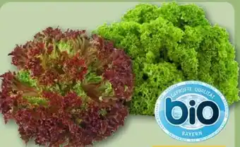 REWE Center Rewe Bio Bunte Salate Angebot