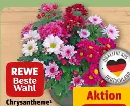 REWE Rewe Beste Wahl Chrysanthemen Angebot