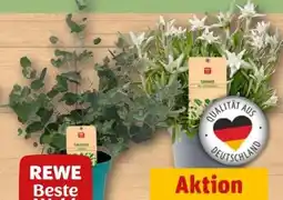 REWE Rewe Beste Wahl Eukalyptus Angebot