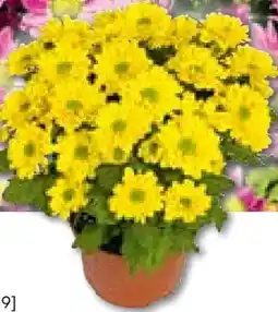 Hellweg Chrysantheme Swifty Angebot