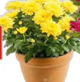 Hellweg Plantiflor Chrysantheme Angebot
