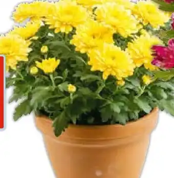 Hellweg Plantiflor Chrysantheme Angebot