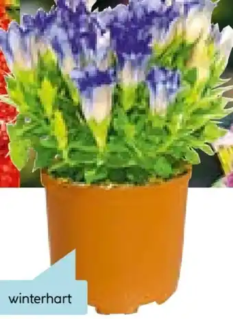 Hellweg Plantiflor Enzian Angebot
