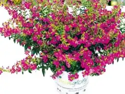 Hellweg Plantiflor Japanische Scheinmyrthe Flori Glory Angebot