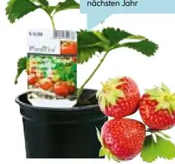 Hellweg Plantiflor Natur Gartenerdbeere Angebot