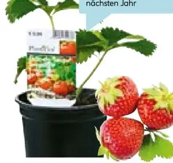 Hellweg Plantiflor Natur Gartenerdbeere Angebot
