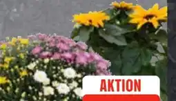 Edeka Frischemarkt Chrysanthemenbusch Angebot