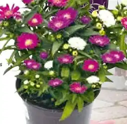 Hellweg Herbstaster Trio Angebot