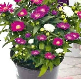 Hellweg Herbstaster Trio Angebot