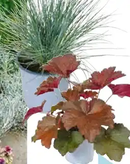 Hellweg Herbstzauber Angebot