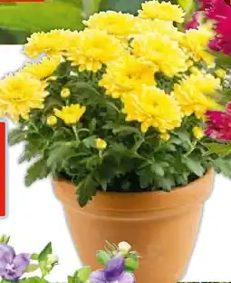 Hellweg Chrysantheme Angebot