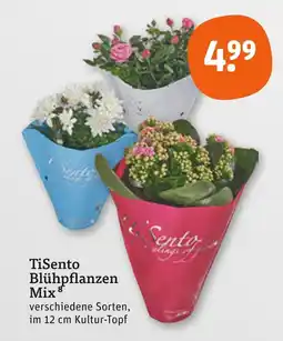 tegut Tisento blühpflanzen mix Angebot