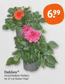 tegut Dahlien Angebot