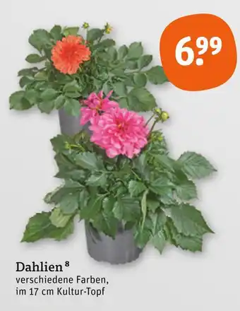 tegut Dahlien Angebot