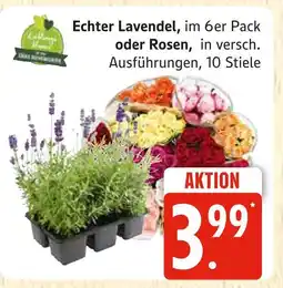 Marktkauf Echter lavendel Angebot