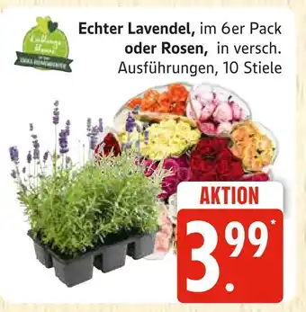 Marktkauf Echter lavendel Angebot