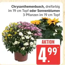 Marktkauf Chrysanthemenbusch Angebot