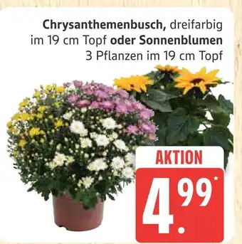 Marktkauf Chrysanthemenbusch Angebot