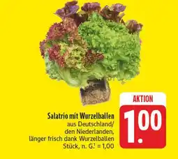 Edeka Salatrio mit wurzelballen Angebot