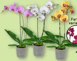 Aldi Nord Gardenline Phalaenopsis Angebot