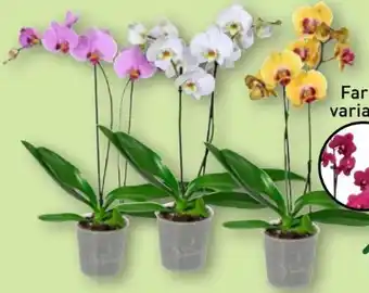 Aldi Nord Gardenline Phalaenopsis Angebot