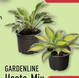 Aldi Nord Gardenline Hosta-Mix Angebot