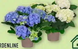 Aldi Nord Gardenline Gartenhortensie Angebot