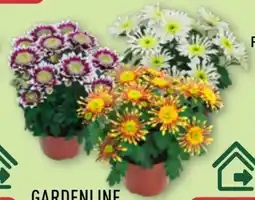Aldi Nord Gardenline Chrysanthemen Angebot