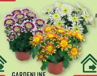 Aldi Nord Gardenline Chrysanthemen Angebot