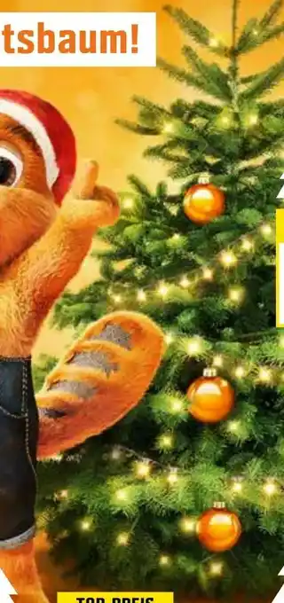OBI Tannenbaum Edle Nordmanntanne Angebot