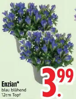 Edeka Enzian Angebot